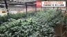 内偵捜査1年…部屋を埋め尽くす大麻草【北海道内過去最高】大麻草1083株・末端価格1億円相当　30歳の男2人を逮捕　北海道日高町の倉庫　|　北海道のニュース｜HBC北海道放送