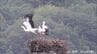 コウノトリのヒナ3羽が無事に巣立ち 今年4月に誕生 【香川・まんのう町】　|　岡山・香川のニュース | 天気 | RSK山陽放送