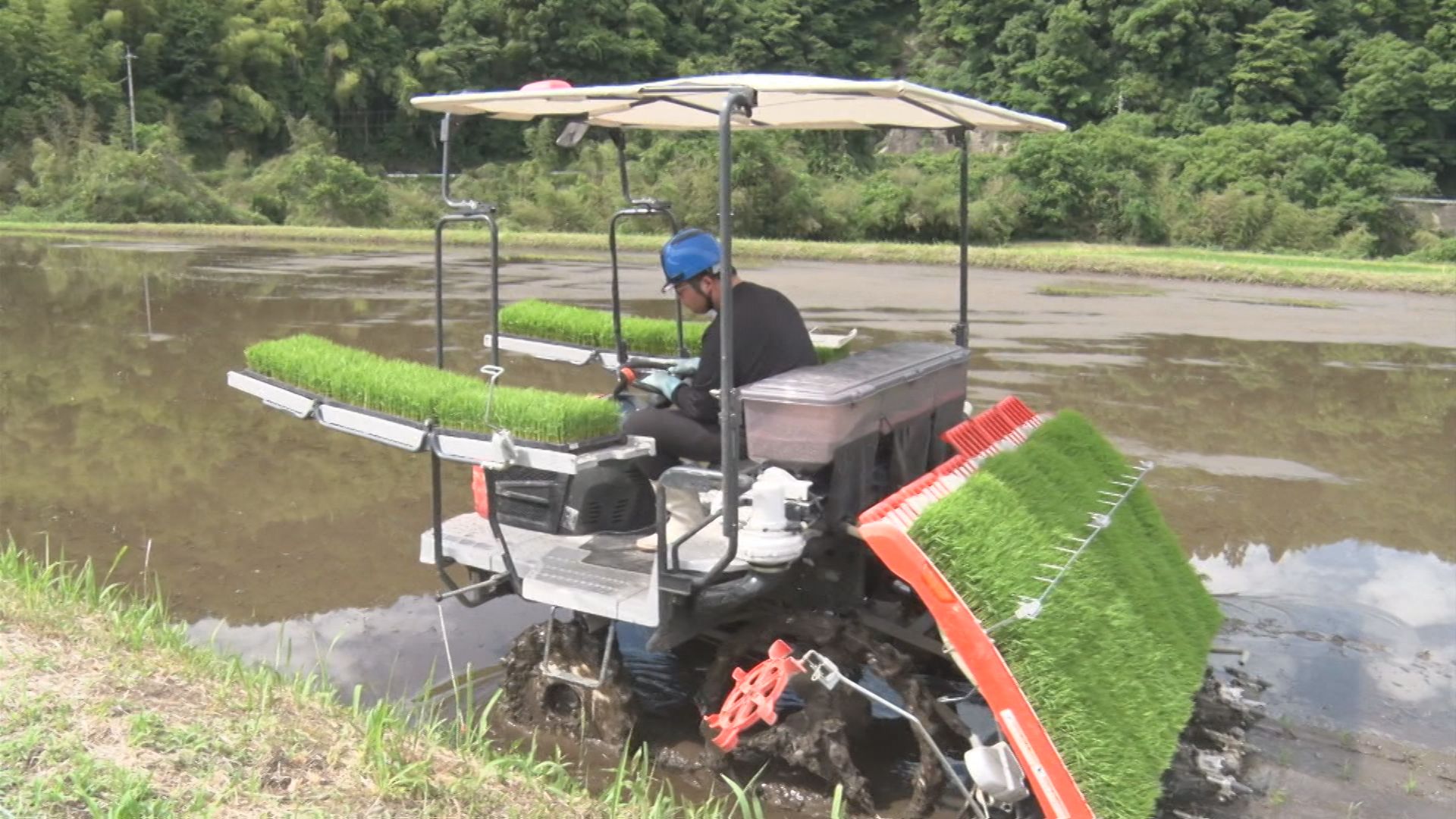 暑さに強く収量増える 島根県で36年ぶりの新品種「島系84号」試験栽培