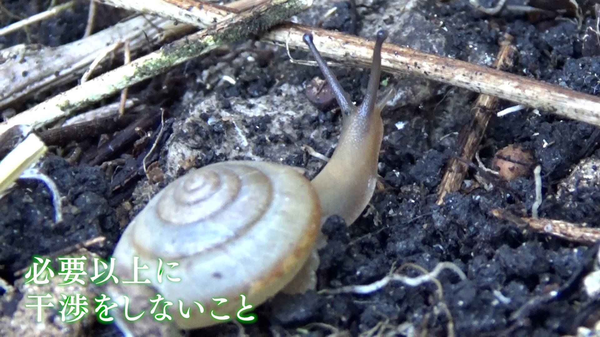 パンダよりも少ない 生息数わずか100匹 危機乗り越えのんびり暮らす 絶滅危惧種の カタツムリ kutvテレビ高知 Goo ニュース パンダよりも少ない 生息数わずか100匹 危機乗り越えのんびり暮らす 絶滅危惧種の カタツムリ kutvテレビ高知 Goo ニュース