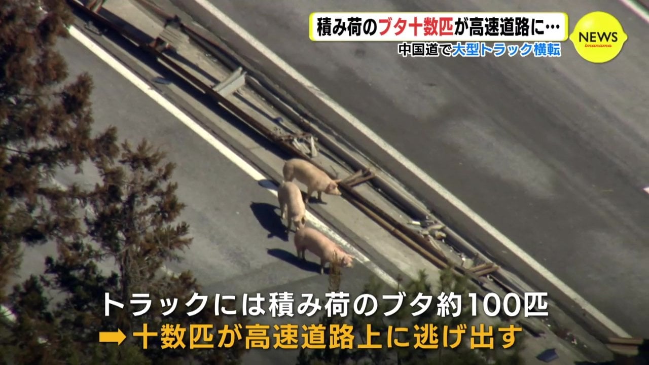 ブタが10数匹が高速道路に逃げ出す… 約100匹積んだトラックが