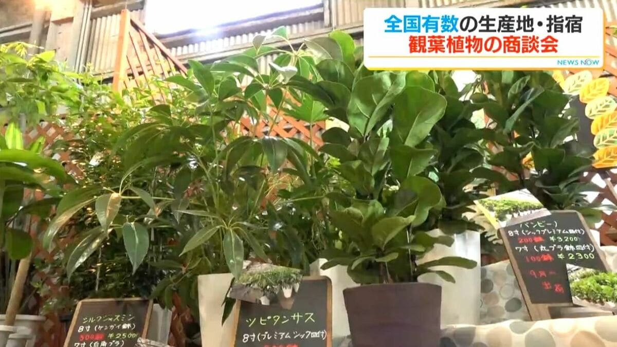 観葉植物の栽培面積 鹿児島県は全国2位　県内生産シェア9割を占める指宿市で「秋の観葉フェア」