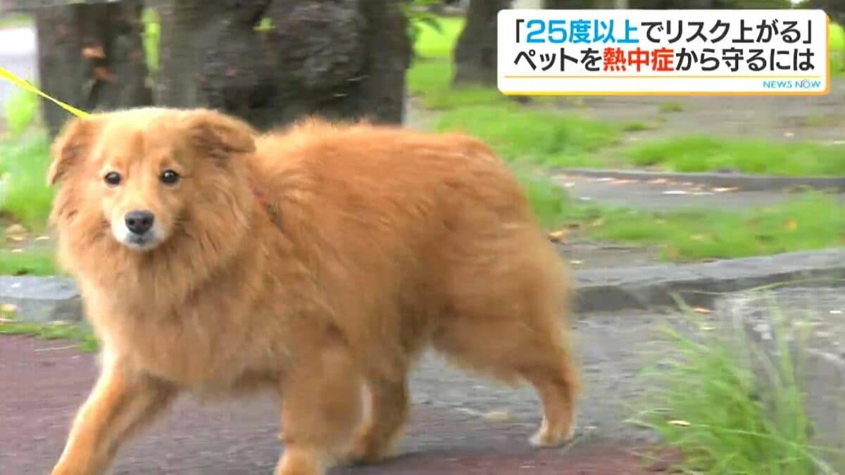 続く残暑…ペットの熱中症に注意　獣医師が教える初期対応「冷やすより濡らす」　帽子やサングラスなど売れ筋アイテムも