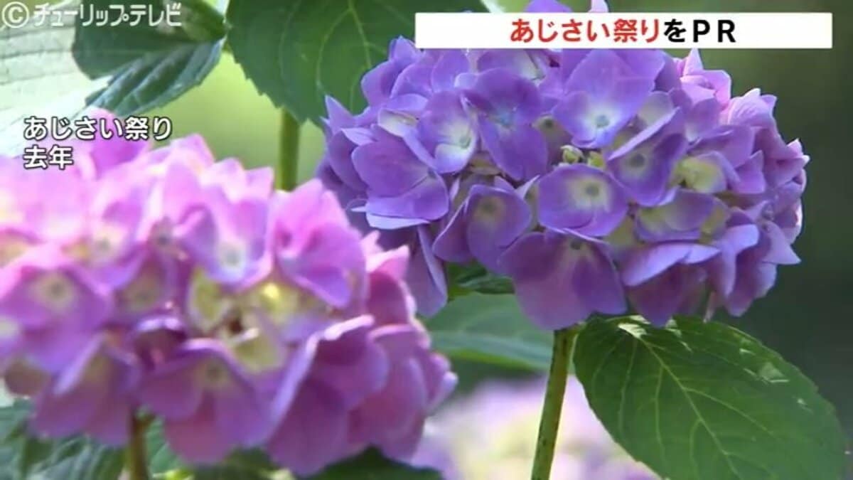 梅雨と言えばアジサイ 13日からあじさい祭り 140品種2万株が来場