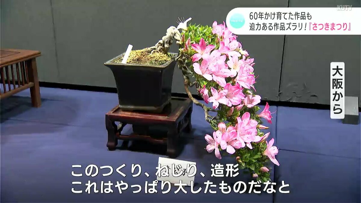 60年かけ育てた作品も 迫力ある作品ズラリ！『さつきまつり』 | 高知の