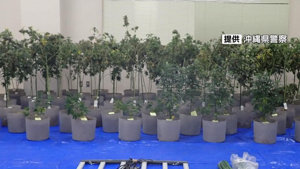 糸満市の住宅で大麻草143本を栽培　大麻草栽培規制法違反の罪で3人起訴　