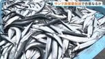 サンマ漁獲枠削減で合意なるか 国際会議が開幕　日本や中国、ロシアなど9つの国と地域が参加|TBS NEWS DIG