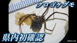 【速報】広島県内で初　クロゴケグモを福山港で確認　卵のうも|TBS NEWS DIG
