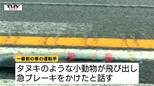 タヌキのような小動物が飛び出し急ブレーキ  山形自動車道で観光バスと車衝突で2人けが（山形）|TBS NEWS DIG