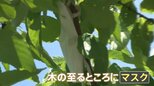 「1000枚とかそれくらい」都内の木になぜマスクが? 住所の記載も…訪ねた先の住人は|TBS NEWS DIG