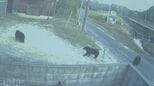 【クマ出没】住宅の防犯カメラにクマ３頭　１列で山のほうへ　山口・柳井　|　山口のニュース・天気・防災｜tys NEWS｜ｔｙｓテレビ山口
