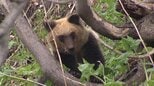「野生のヒグマと初めて目が合った」出没に揺れる村の密着取材から感じた“駆除を批判する前にすべきこと”ドキュメンタリー映画『劇場版 クマと民主主義』幾島奈央監督|TBS NEWS DIG