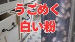 「キッチンの引き出しで『白い粉』がうごめく?!」「子どもの咳が続く」それ、ダニの仕業かも！【大掃除でダニを一掃しよう】【後編】|TBS NEWS DIG