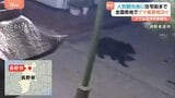 人気観光地や住宅街などでクマの出没相次ぐ 「ここに出るのは考えられない」玄関を開けたら木からクマ…男性が襲われ顔などにけが 新潟では“クマ出没特別警報”|TBS NEWS DIG