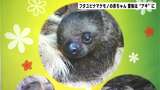 2か月前に誕生したフタユビナマケモノの赤ちゃん 愛称は「アキ」に決まり動物園で命名式(高知・香南市)|TBS NEWS DIG