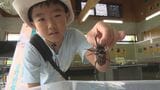 夏休み…世界のカブトムシ＆クワガタ大集合！33種類が一堂に キッズに大人気イベント　島根・益田市　|　BSSニュース | BSS山陰放送