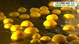 きょう12月22日は冬至…サワーポメロの湯に　菜の花の初摘み取りも　鹿児島|TBS NEWS DIG