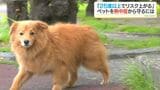 続く残暑…ペットの熱中症に注意 獣医師が教える初期対応「冷やすより濡らす」 帽子やサングラスなど売れ筋アイテムも|TBS NEWS DIG