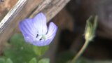 4日は二十四節気の「立春」 岩手県内各地で冷え込み緩む 早春の花・オオイヌノフグリ咲く|TBS NEWS DIG