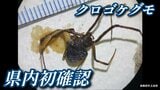 【速報】広島県内で初　クロゴケグモを福山港で確認　卵のうも|TBS NEWS DIG
