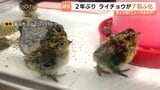 小さな体で動き回る…国の特別天然記念物ライチョウのひな 一気に7羽誕生 富山市ファミリーパーク | 富山のニュース|天気・防災|チューリップテレビ