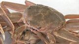 今季のズワイガニ漁、日本海側全体の割り当て…昨シーズンより600トン増へ　11月6日に漁解禁　|　BSSニュース | BSS山陰放送
