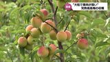 美郷町で完熟南高梅収穫始まる　|　MRTニュース ｜ ＭＲＴ宮崎放送