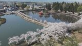 【『青森のサクラ』名所を巡る】“津軽の春”代表する眺め　2つの池を取り囲むように彩る約330本のサクラ　平川市・猿賀公園|TBS NEWS DIG