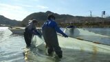 早春の風物詩 透明な体が特徴のハゼ科の魚「シロウオ漁」盛ん 愛媛・宇和島市 | 愛媛のニュース - Nスタえひめ|あいテレビは6チャンネル