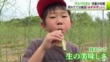 「好きになった」アスパラ収穫　児童が食の豊かさ学ぶ　青森県鰺ヶ沢町|TBS NEWS DIG