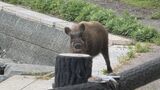 港町で逃走中の「イノシシ」　南下して米子市で目撃される　|　BSSニュース | BSS山陰放送