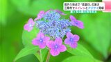 四国の梅雨入り「6月8日ごろ予想」日本気象協会が発表 高知では5地点で“真夏日”の中、スイレンとアジサイが見ごろ | 高知のニュース・天気|KUTV NEWS | KUTVテレビ高知