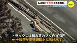 ブタが10数匹が高速道路に逃げ出す… 約100匹積んだトラックが横転事故　中国道（戸河内IC～六日市IC）で一時通行止め【動画ニュース】　|　RCC NEWS | 広島ニュース | RCC中国放送