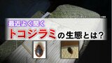 最近よく聞く害虫『トコジラミ』その生態とは?見つけたらどうしたらいいの?【糸永調査隊】 | 熊本のニュース|RKK NEWS|RKK熊本放送