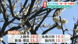 「春一番」吹きました!新潟市の蒲原神社では梅が見ごろ | 新潟のニュース・天気|BSN NEWS|BSN新潟放送