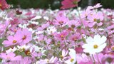 秋風にゆられて…コスモス咲き誇る 各地の名所にぎわう 大分 | 大分のニュース|OBS NEWS|大分放送