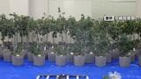 糸満市の住宅で大麻草143本を栽培　大麻草栽培規制法違反の罪で3人起訴　　|　沖縄のニュース｜RBC 琉球放送
