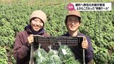 全国の農産物コンテストで2位 綾町の有機栽培「ケール」 生産者のこだわりと思い | MRTニュース | MRT宮崎放送