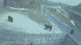 【クマ出没】住宅の防犯カメラにクマ３頭　１列で山のほうへ　山口・柳井　|　山口のニュース・天気・防災｜tys NEWS｜ｔｙｓテレビ山口