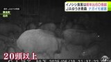 「この地域で営農を続けられるのか…」闇夜でうごめくイノシシの群れ 口にナガイモ 前年比60倍超 農作物被害が急増 5トン分被害受けたところも 太平洋側で積雪減→岩手県側からイノシシ北上→青森で繁殖か | 青森のニュース│ATV NEWS│青森テレビ