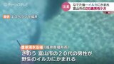 イルカにかまれ15針縫うけが 富山の20代男性 近づいてきたイルカをなでてると…|TBS NEWS DIG