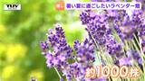 “夏の始まりのにおい”で癒される！山辺町でラベンダーが見ごろ　摘み取り体験を楽しむ人も（山形）　|　山形のニュース│TUYテレビユー山形