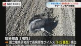 【長崎】今シーズン初 死んだ野鳥から高病原性鳥インフルエンザ『H5亜型』検出を確認 | 長崎のニュース | 天気 | NBC長崎放送