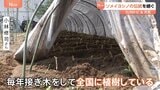 ソメイヨシノ発祥の地　染井吉野桜記念公園　今も続く「接ぎ木」活動　成長した苗木は全国に植えられ花を咲かす　東京・豊島区【SUNトピ】|TBS NEWS DIG