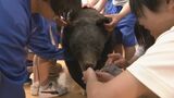 外国人観光客がクマに襲われて負傷… 地元の学校でクマの勉強会 ｢自分の身を自分で守れるような人に｣ 岐阜･白川村　|　名古屋・愛知・岐阜・三重のニュース【CBC news】 | CBC web