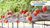 イチゴ狩りスタート 物価高騰の余波も | 山口のニュース・天気・防災|tys NEWS|tysテレビ山口