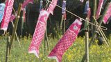 サクラ・菜の花・こいのぼり!青空の下に広がる「癒やしの光景」 熊本・上天草市 | 熊本のニュース|RKK NEWS|RKK熊本放送