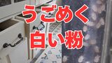 「キッチンの引き出しで『白い粉』がうごめく?!」「子どもの咳が続く」それ、ダニの仕業かも!【大掃除でダニを一掃しよう】【後編】|TBS NEWS DIG