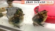 小さな体で動き回る…国の特別天然記念物ライチョウのひな 一気に7羽誕生 富山市ファミリーパーク | 富山のニュース|天気・防災|チューリップテレビ