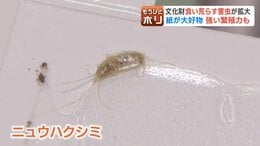 大好物は「紙」4年前に国内初確認の害虫「ニュウハクシミ」急拡大で博物館が大ピンチ、1点モノの文化財を守れ！学芸員が突き止めた弱点で撲滅へ|TBS NEWS DIG